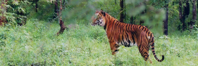 Himachal Pradesh Wildlife Tour