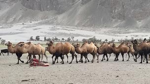 Double Humped Camel Ride