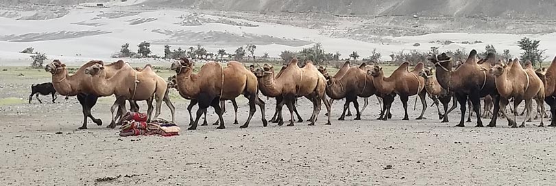 Double Humped Camel Ride Ladakh