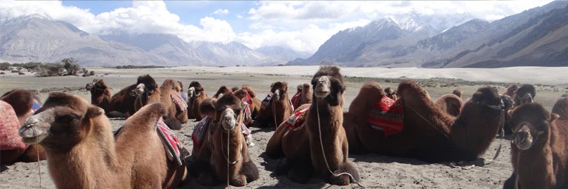 Black Necked Crane, Ladakh Wildlife Tour
